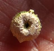 Endocarp